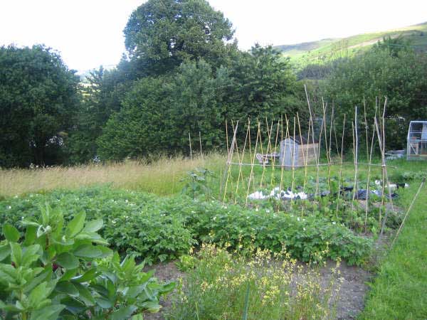 Allotment 10