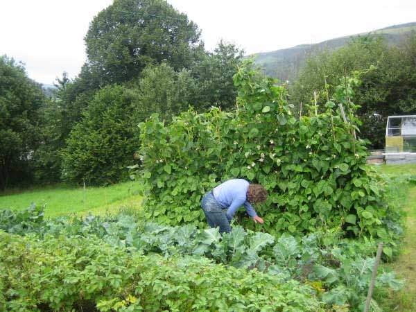 Allotment 11