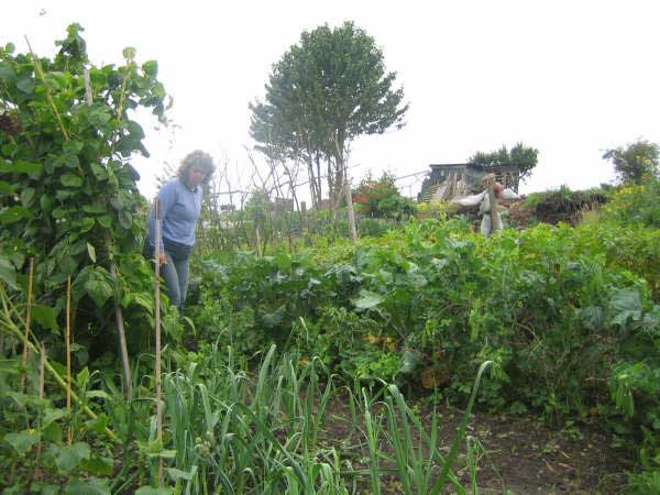 Allotment 13