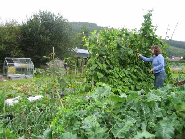 Allotment 14