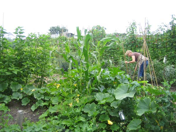 Allotment 17