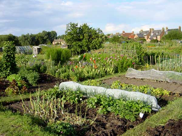 Allotment 3