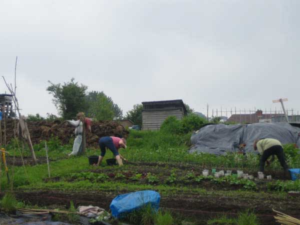 Allotment 6