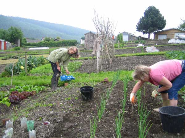 Allotment 7