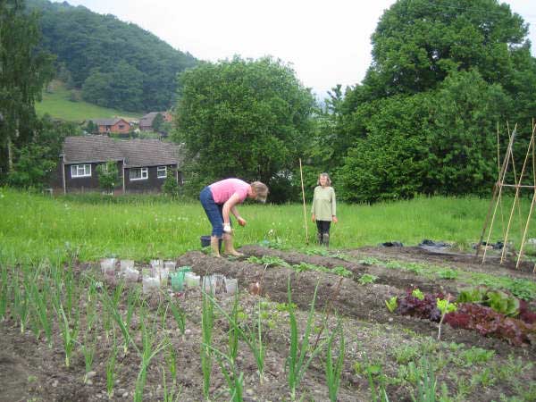 Allotment 9